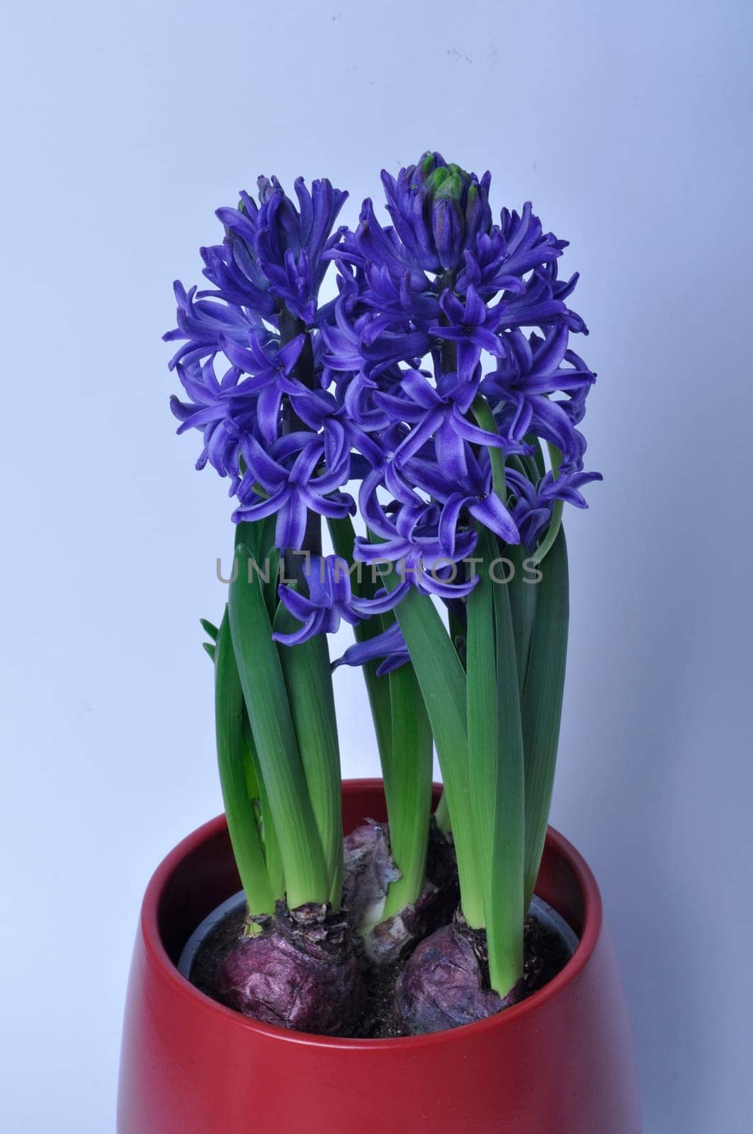 Studio shot of a hyacinth