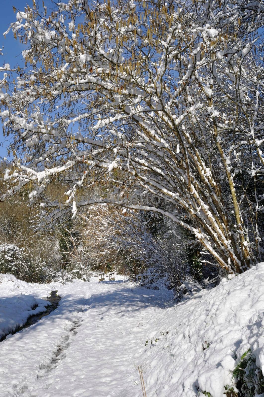 Path under the snow in Brittany
