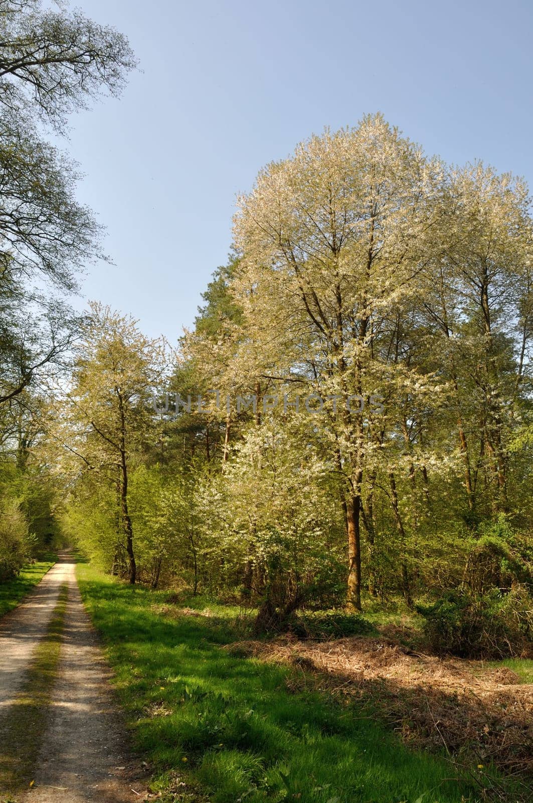 The Communal forest of Saint-Pierre-Les-Elbeuf