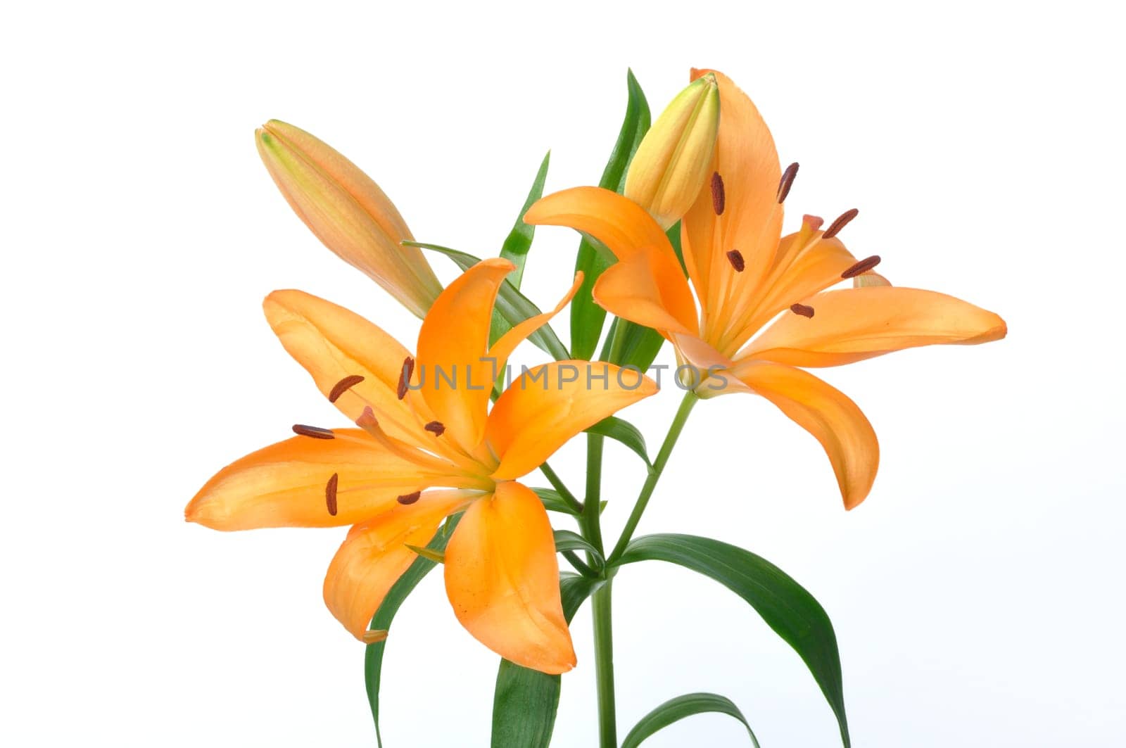 Studio shot of orange lily