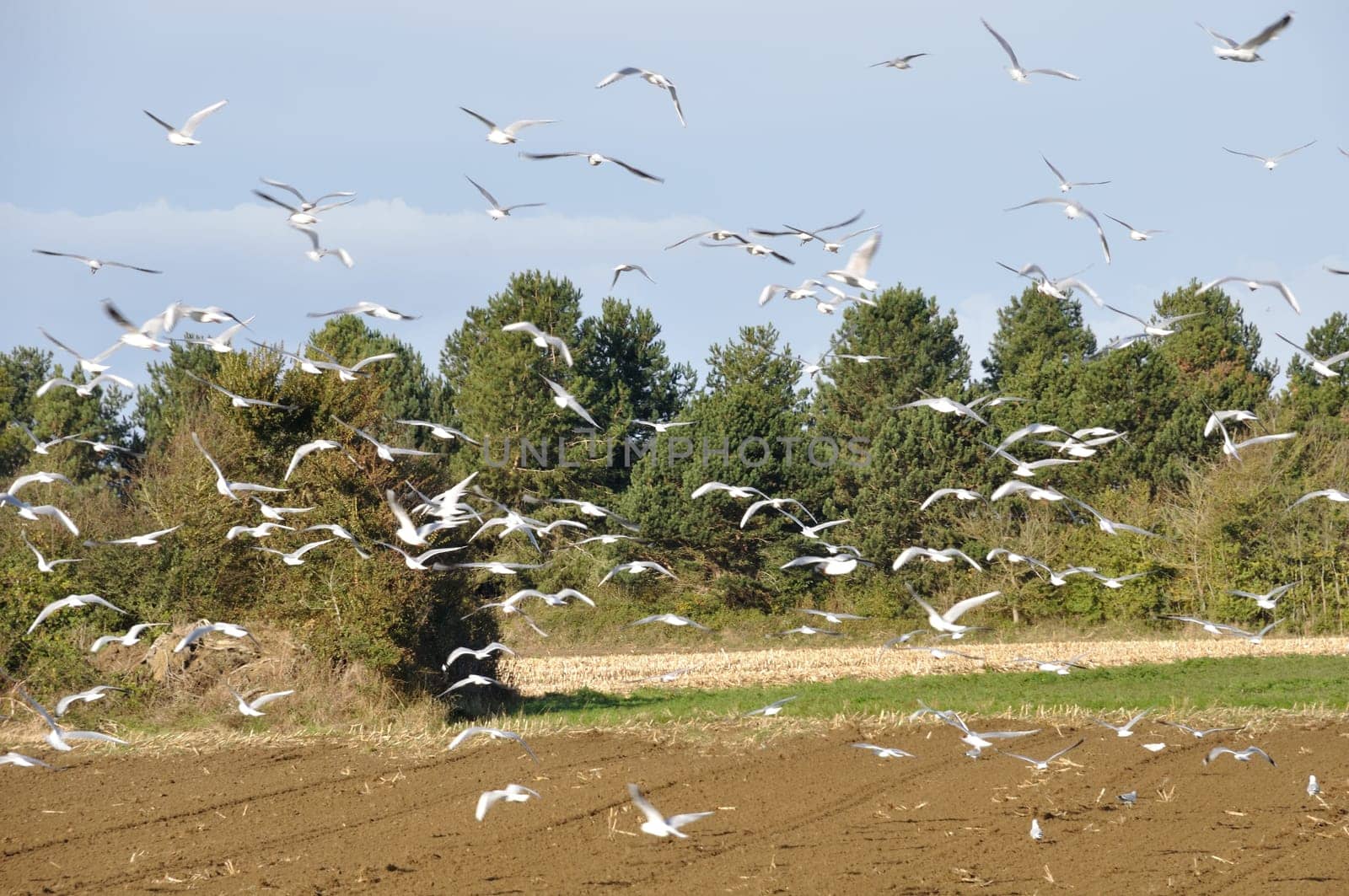 Plow tractor surrounded by seagulls