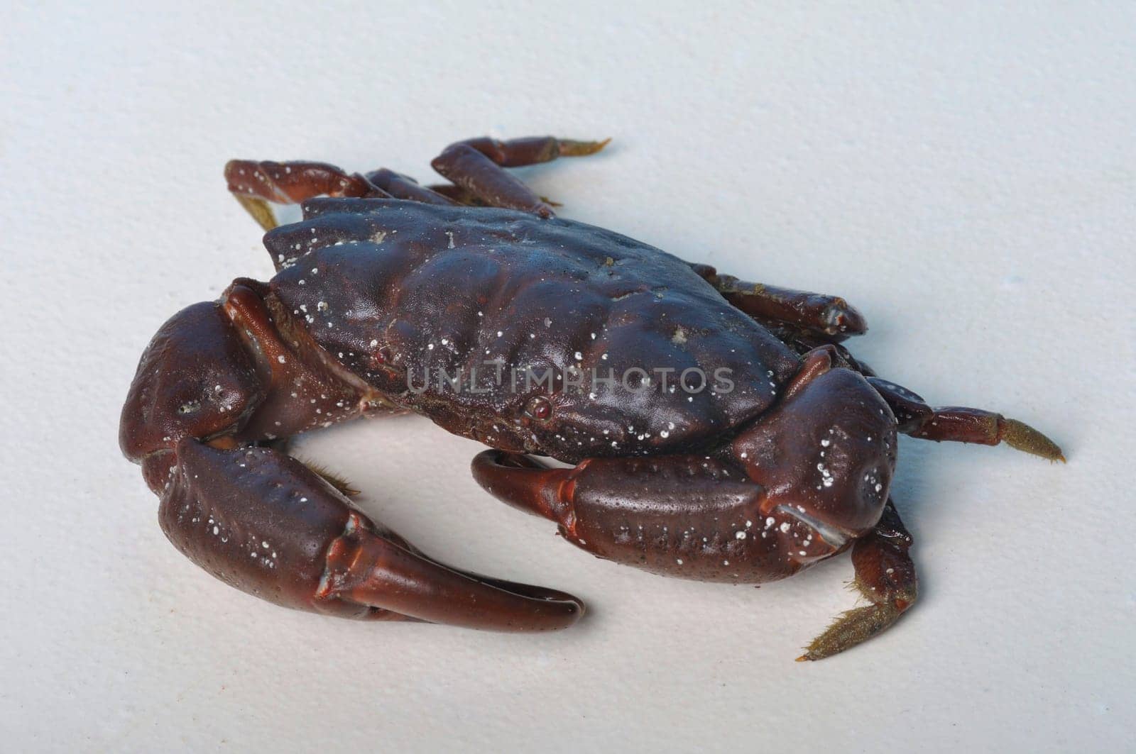 crab on a white background