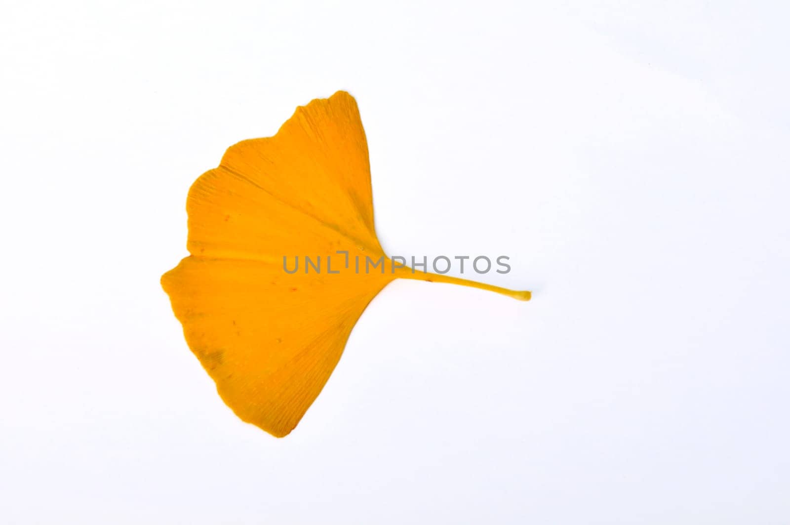 ginkgo biloba leaf on a white background
