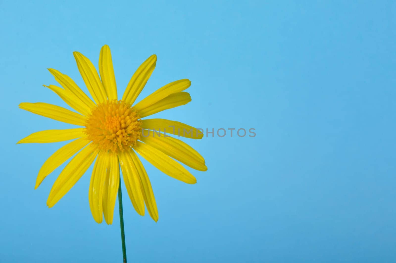 savannah daisies on a blue background