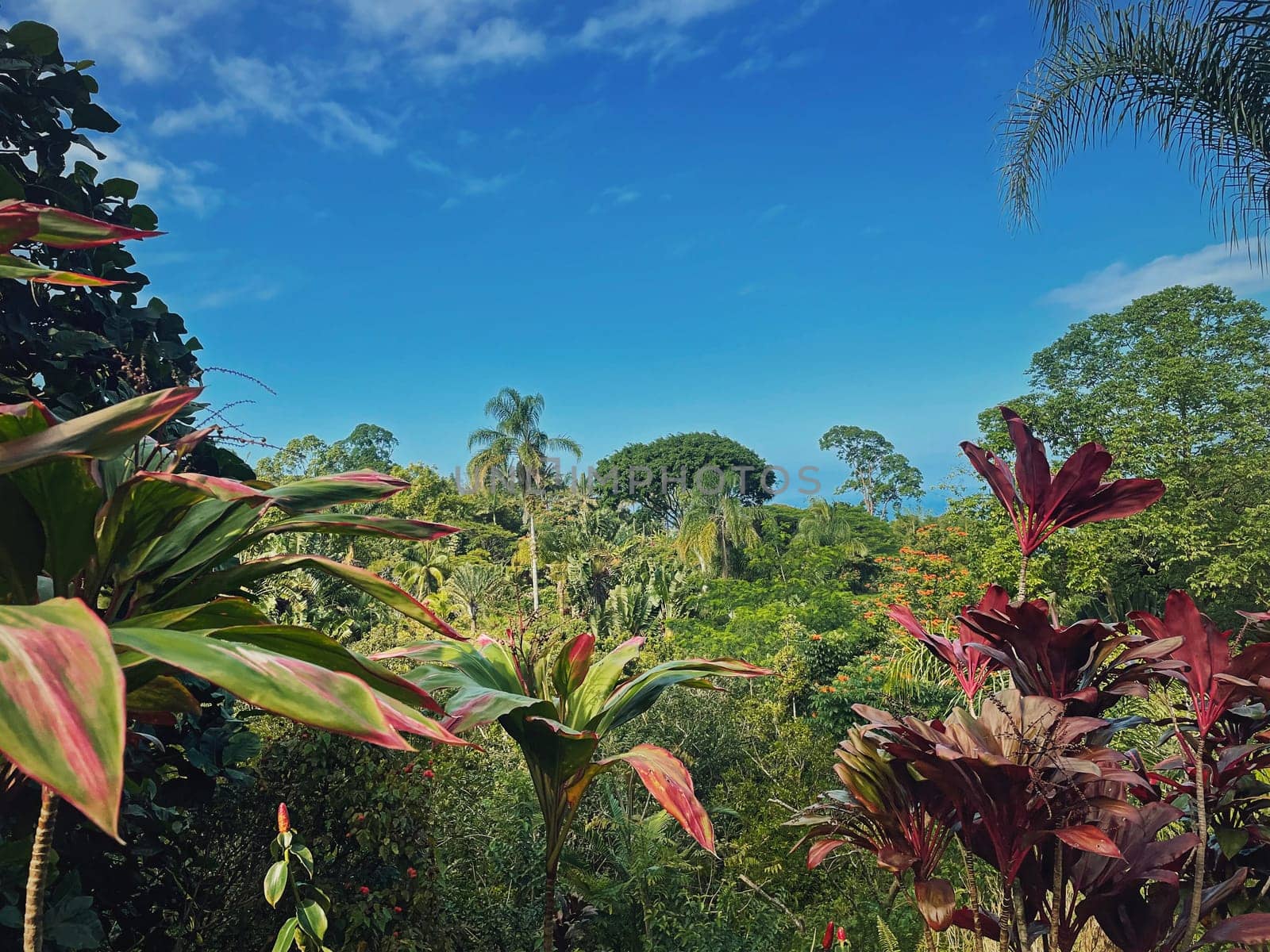 Tropical climate with jungle vegetation natural background. Mixt trees landscape, dense forest with vibrant and colorful leaves