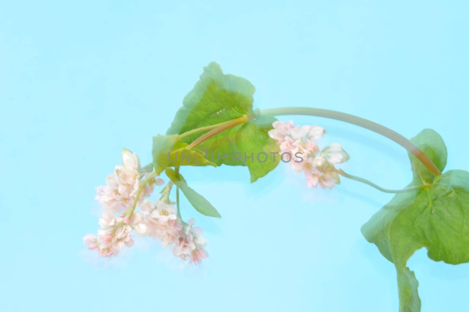 buckwheat flowers on a blue background