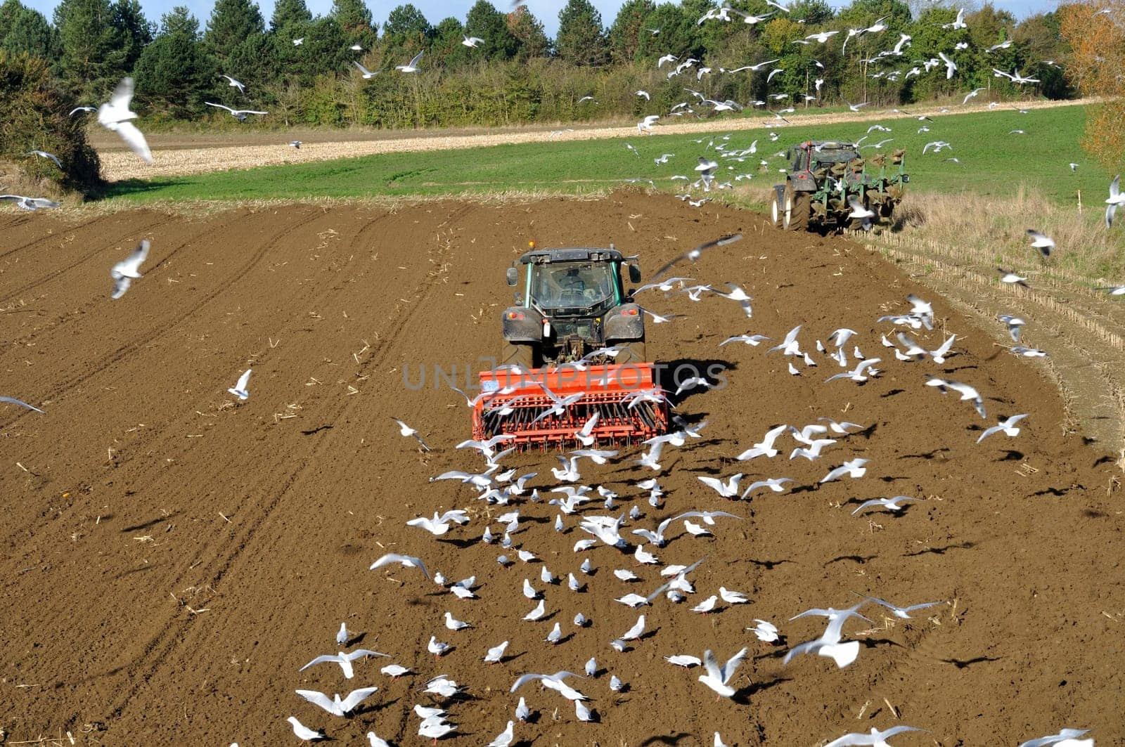 Plow tractor surrounded by seagulls