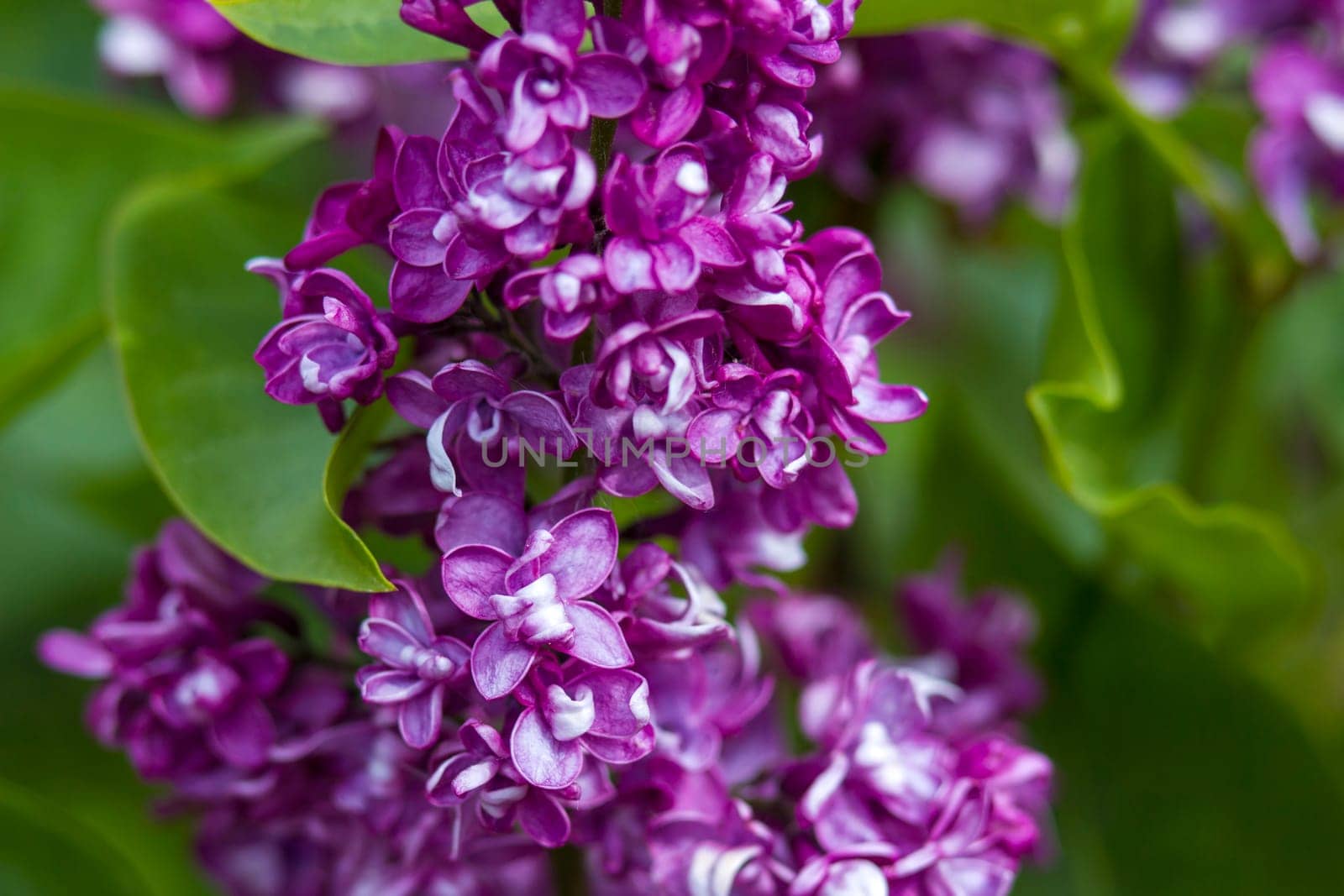 blooming lilac flowers. Macro photo, soft focus
