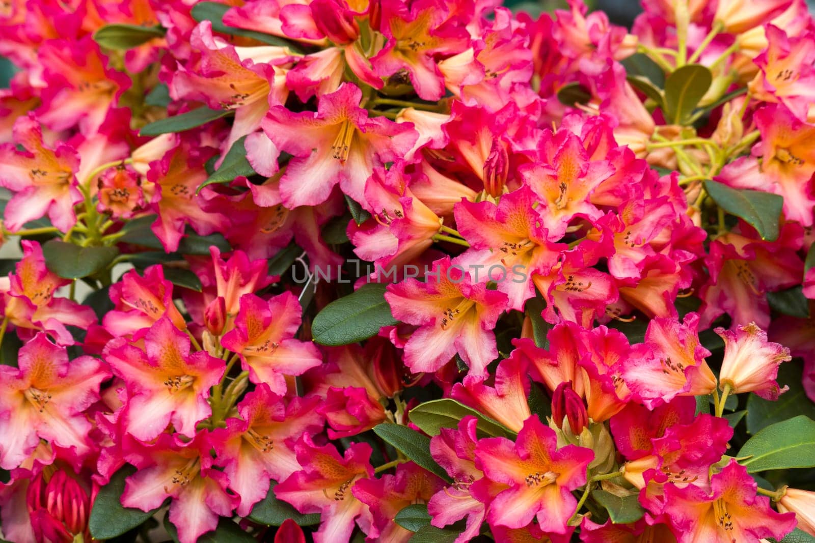 Blooming red rhododendron flowers in a garden