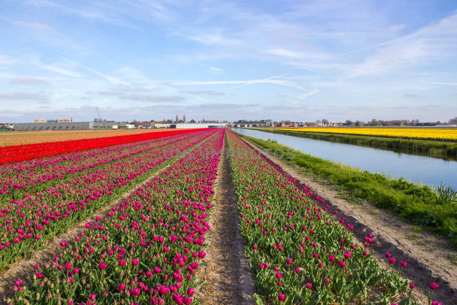 tulip field in the Netherlands - colorful tulips