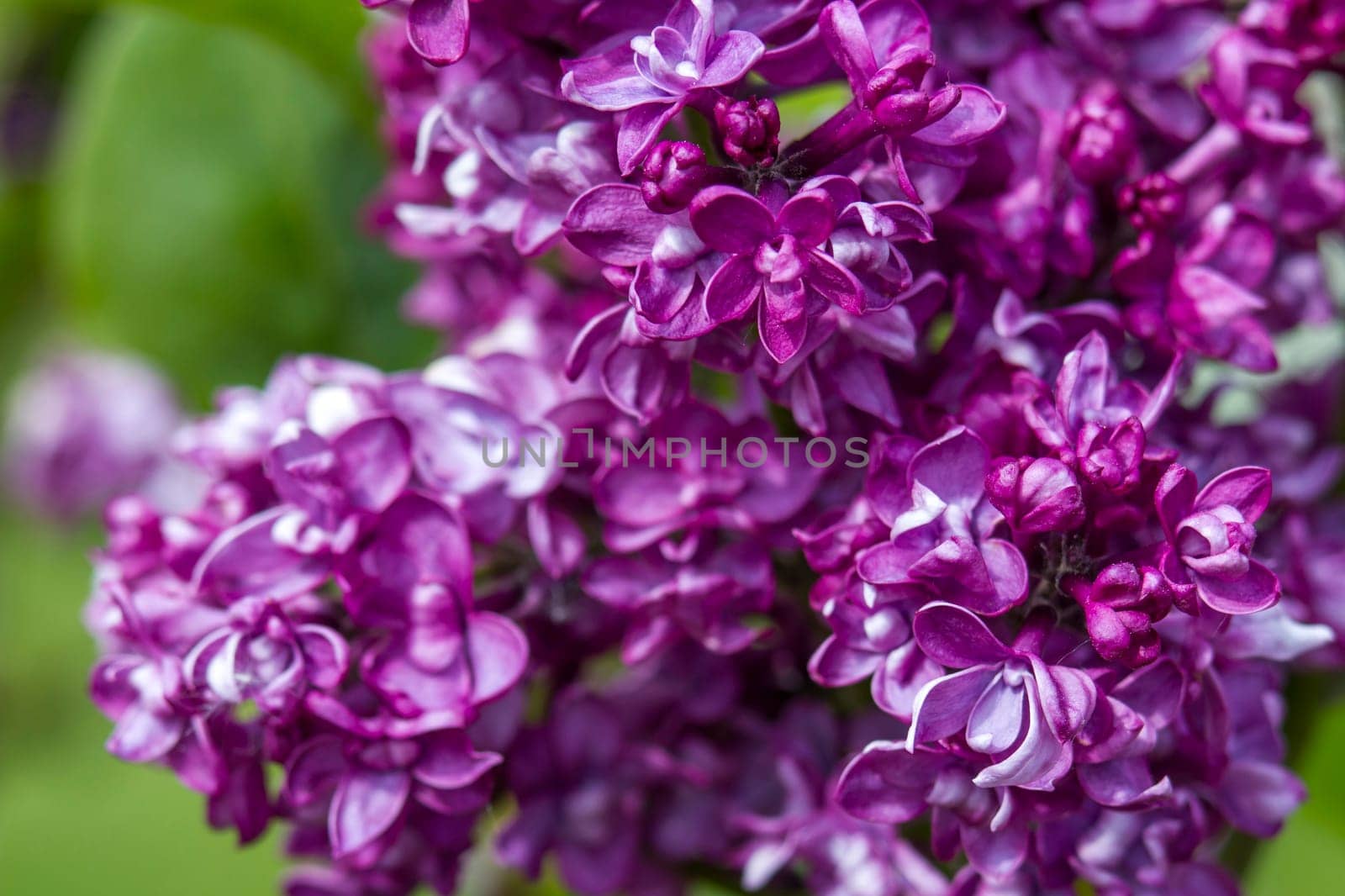 blooming lilac flowers. Macro photo, soft focus
