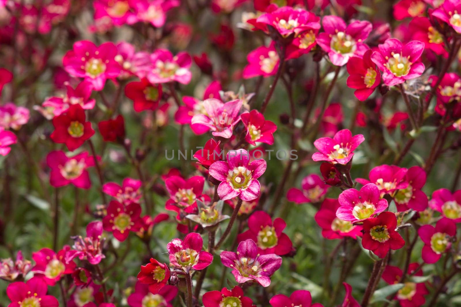 Lovely tiny red flowers. Soft focus photo