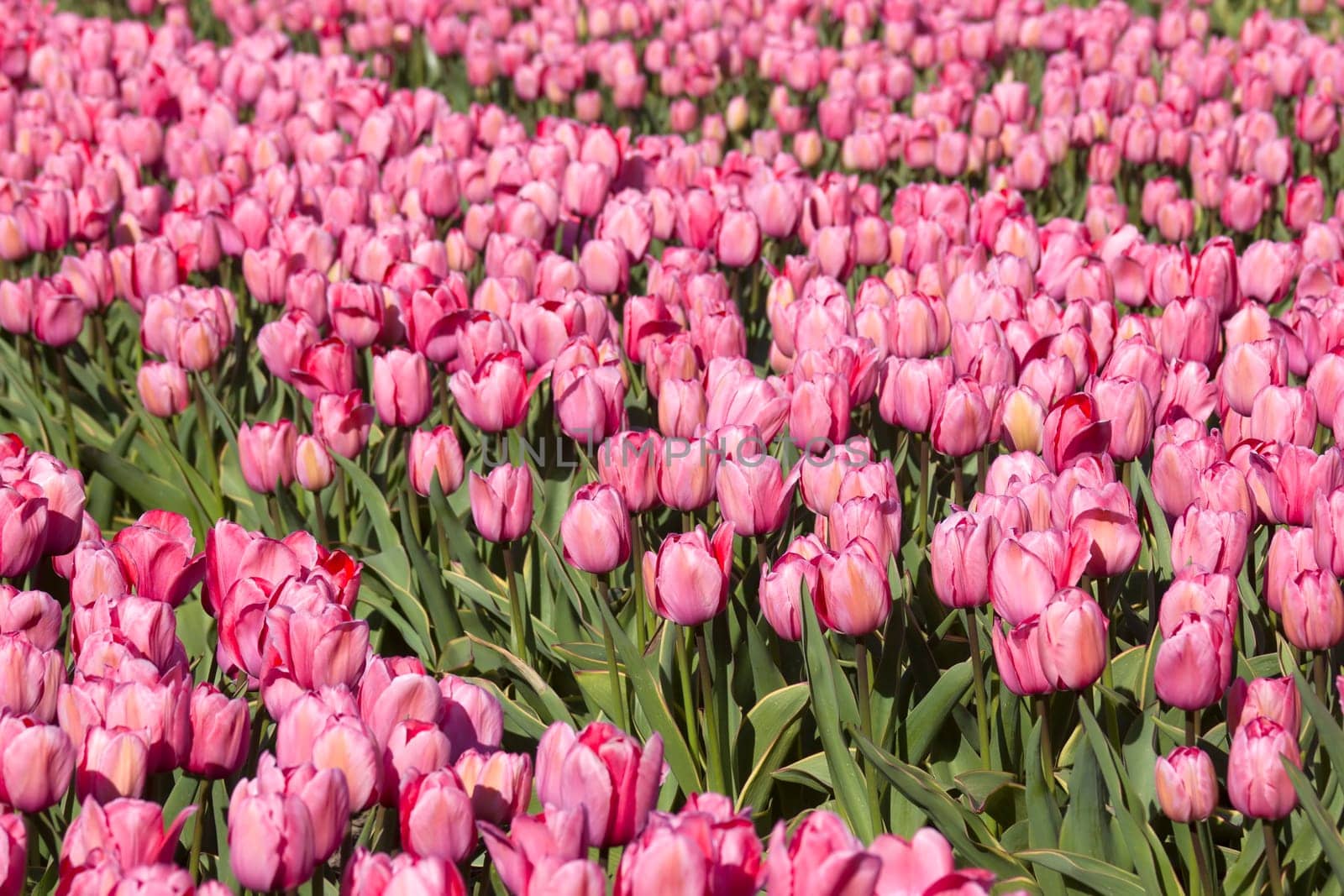 tulip field in the Netherlands - pink tulips