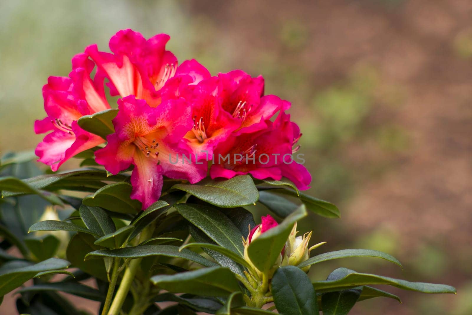 Blooming red rhododendron flowers in a garden