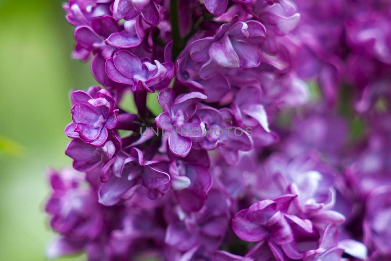 blooming lilac flowers. Macro photo, soft focus