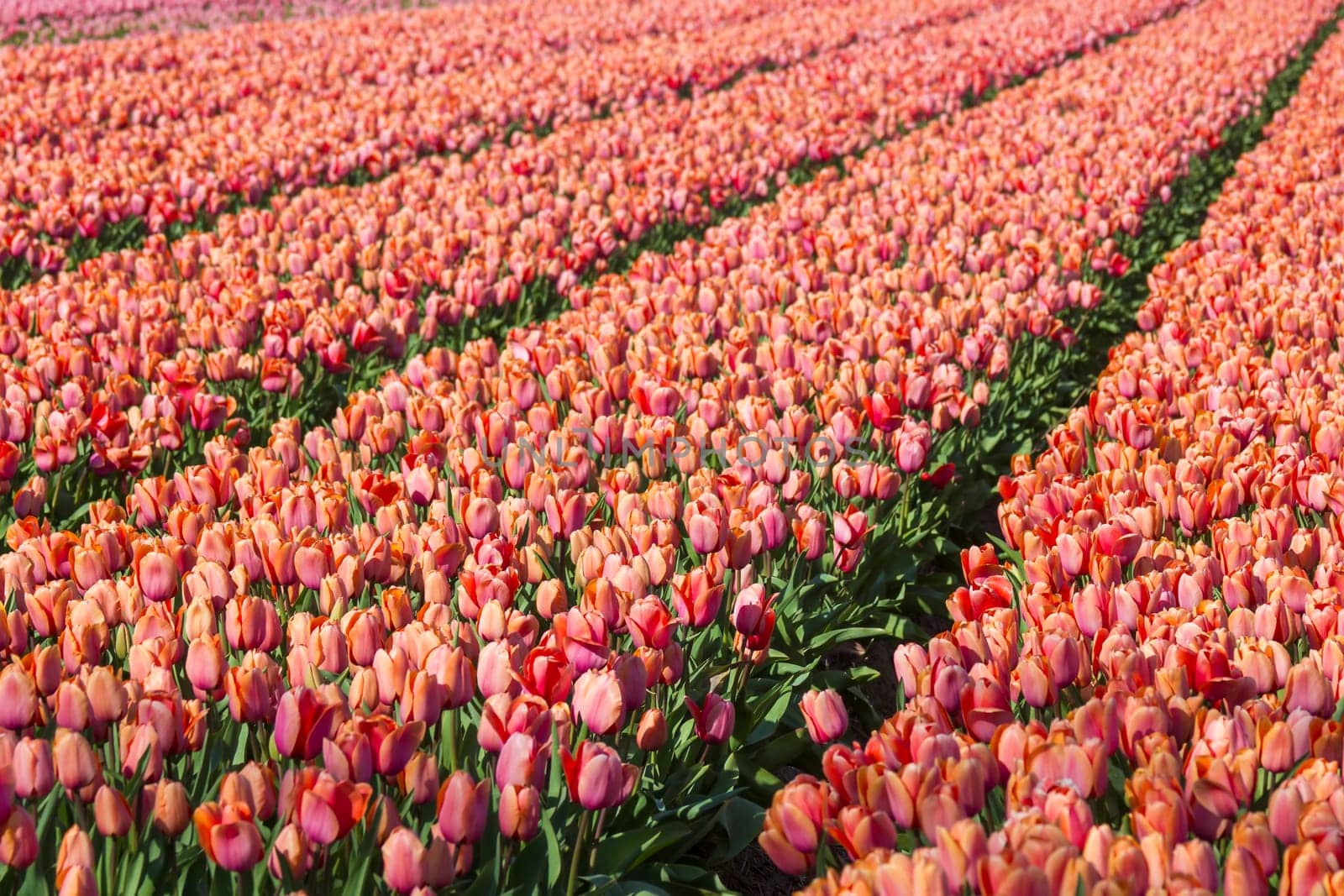 tulip field in the Netherlands - orange tulips