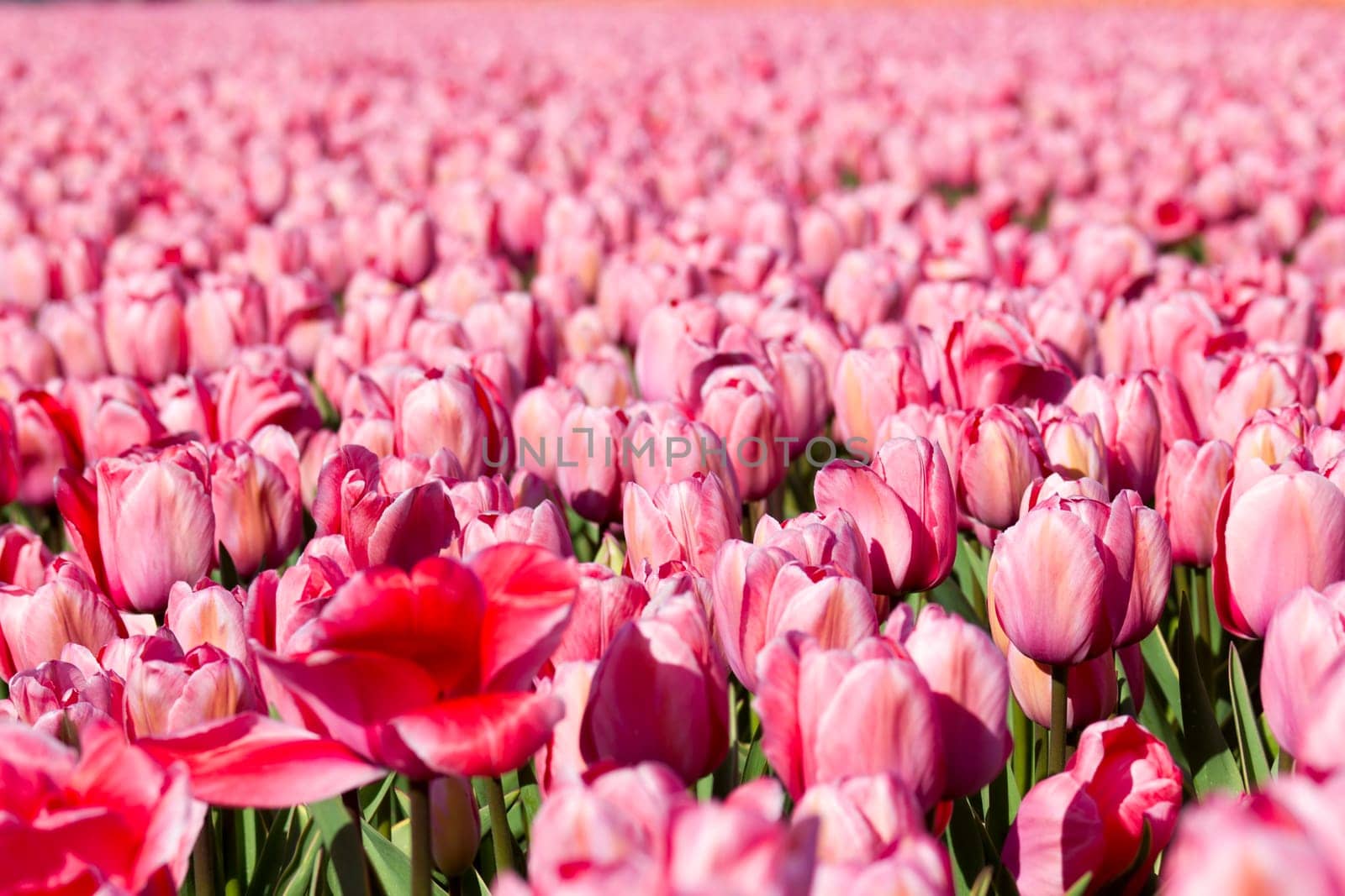 tulip field in the Netherlands - pink tulips