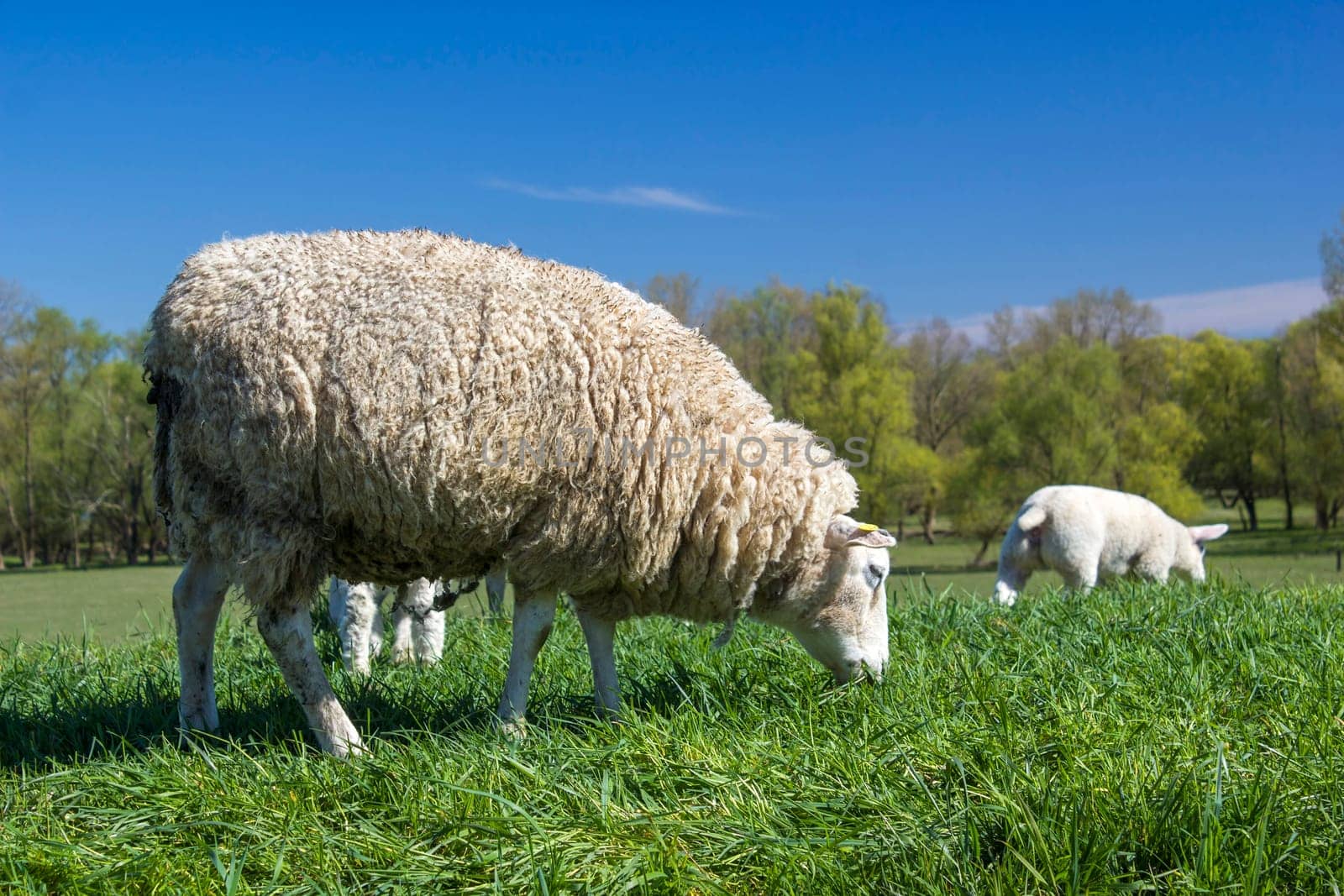 Sheep in a meadow on green grass, Germany
