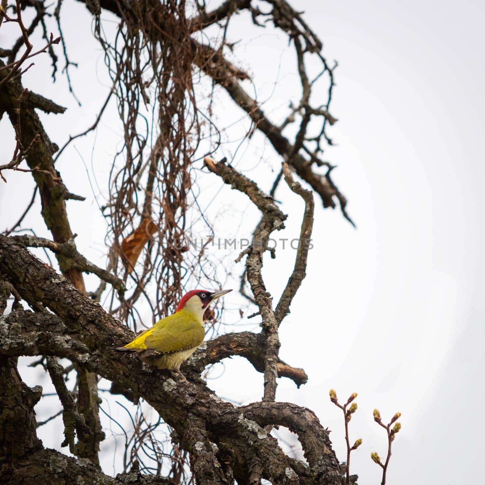 Female european green woodpecker on a branch
