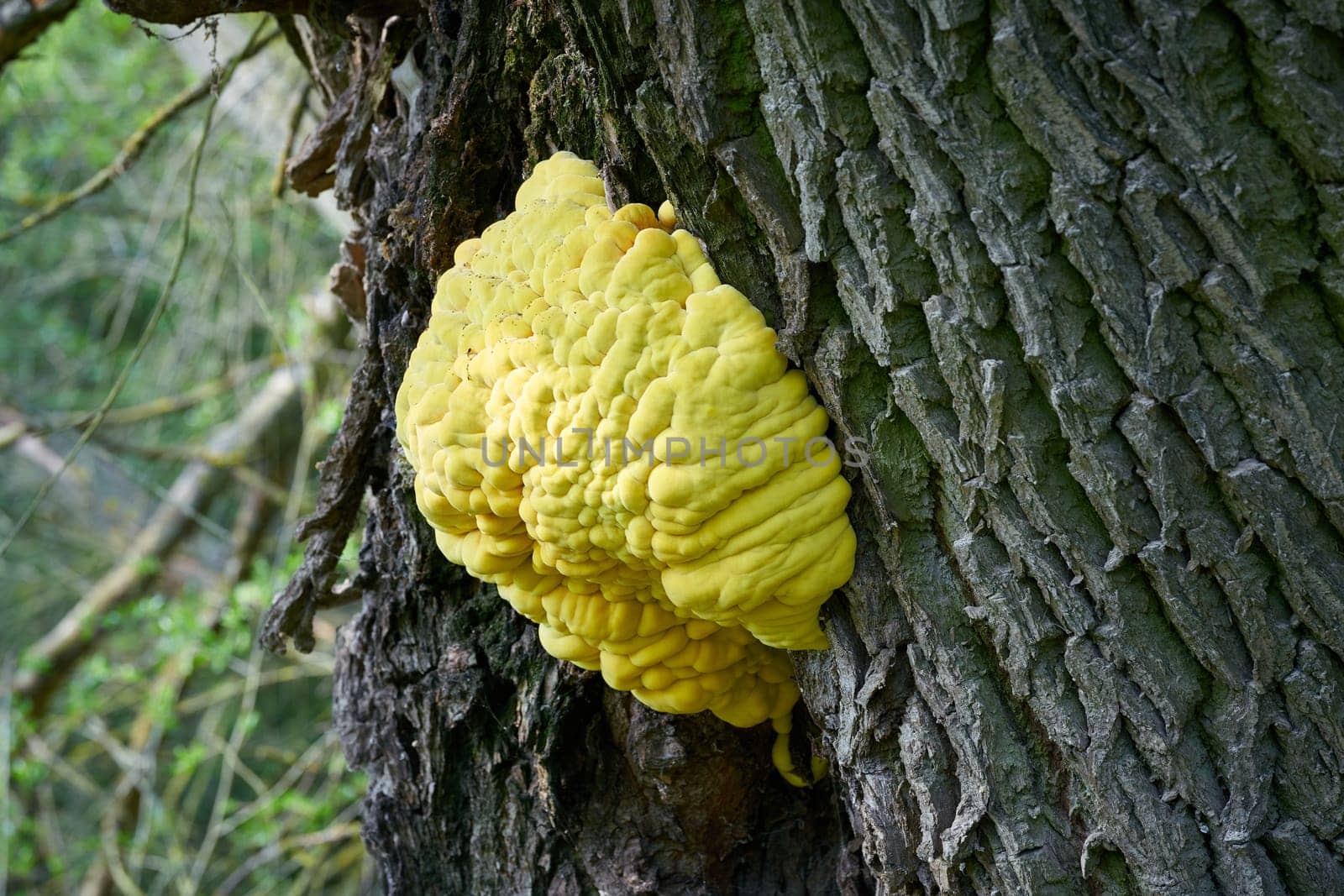 bright yellow common sulfur fungus Laetiporus sulphureus on the trunk of an old willow tree