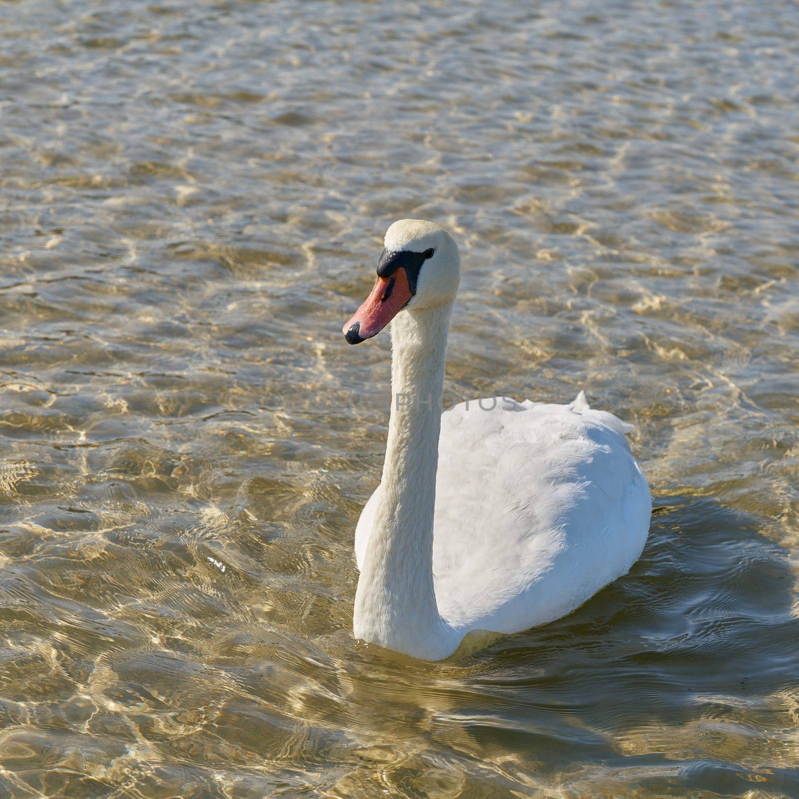 Mute swan Cygnus olor on the beach of the Baltic Sea near Kolobrzeg in Poland