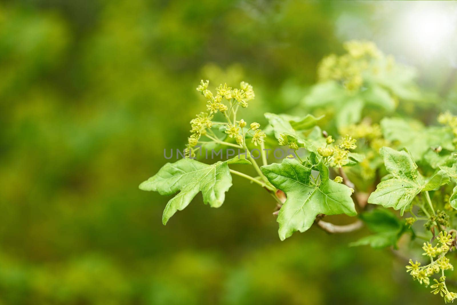 flowering field maple Acer campestre in spring at field edge