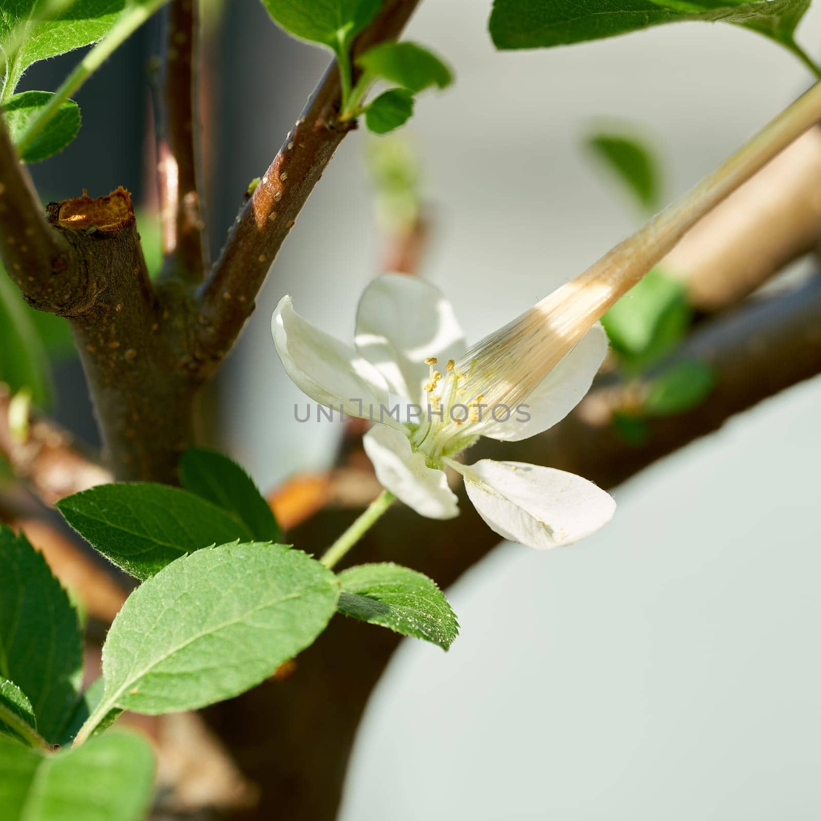 Artificial pollination of the flower of apple bonsai with a brush