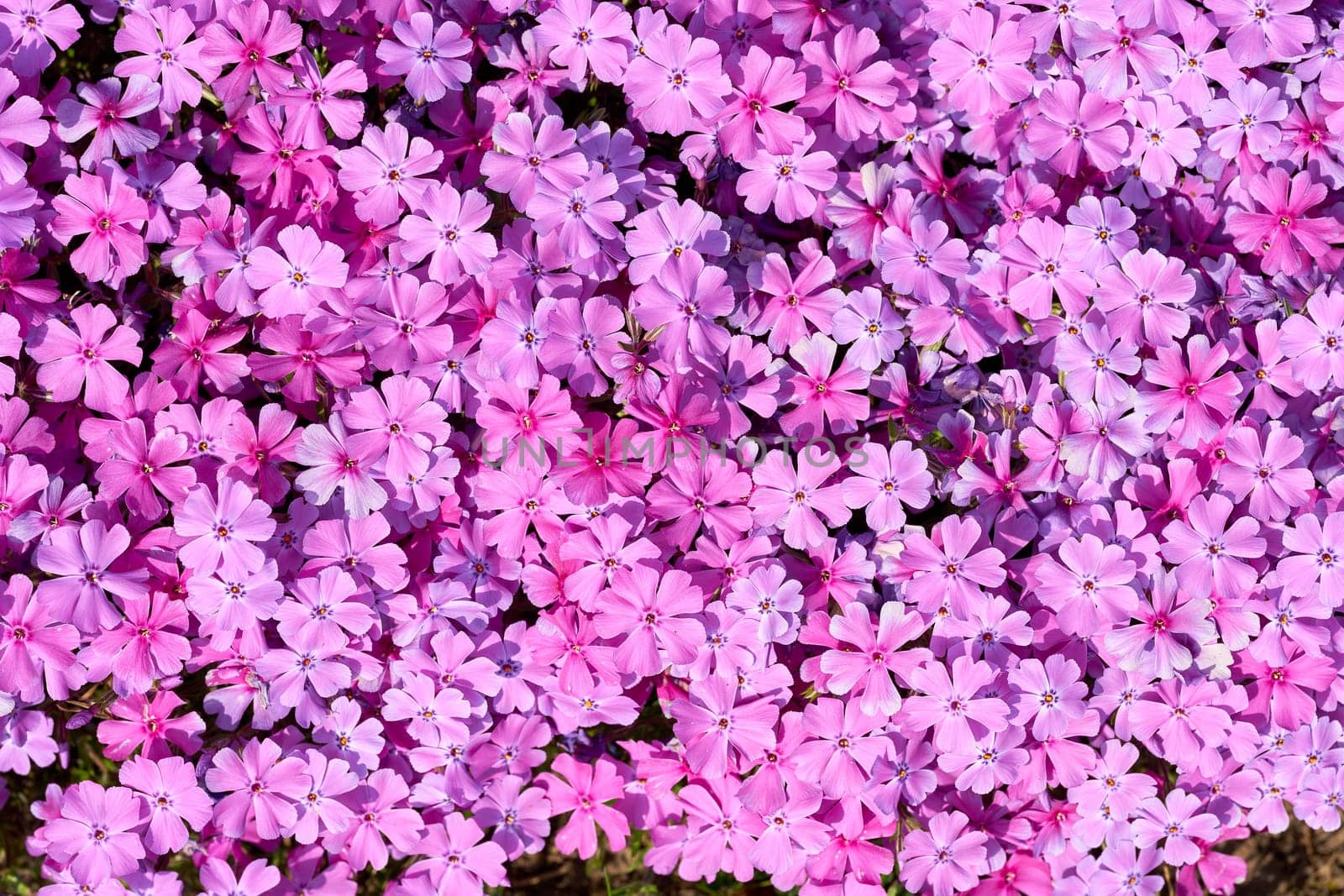 Flower splendor of moss phlox, Phlox subulata as an eye-catcher in the garden