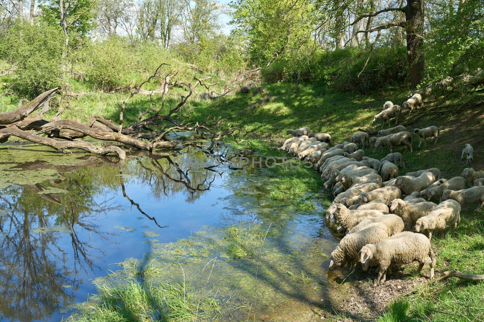 Flock of sheep drinking at a water hole in the Wiesenpark on the Elbe River near Magdeburg, Germany