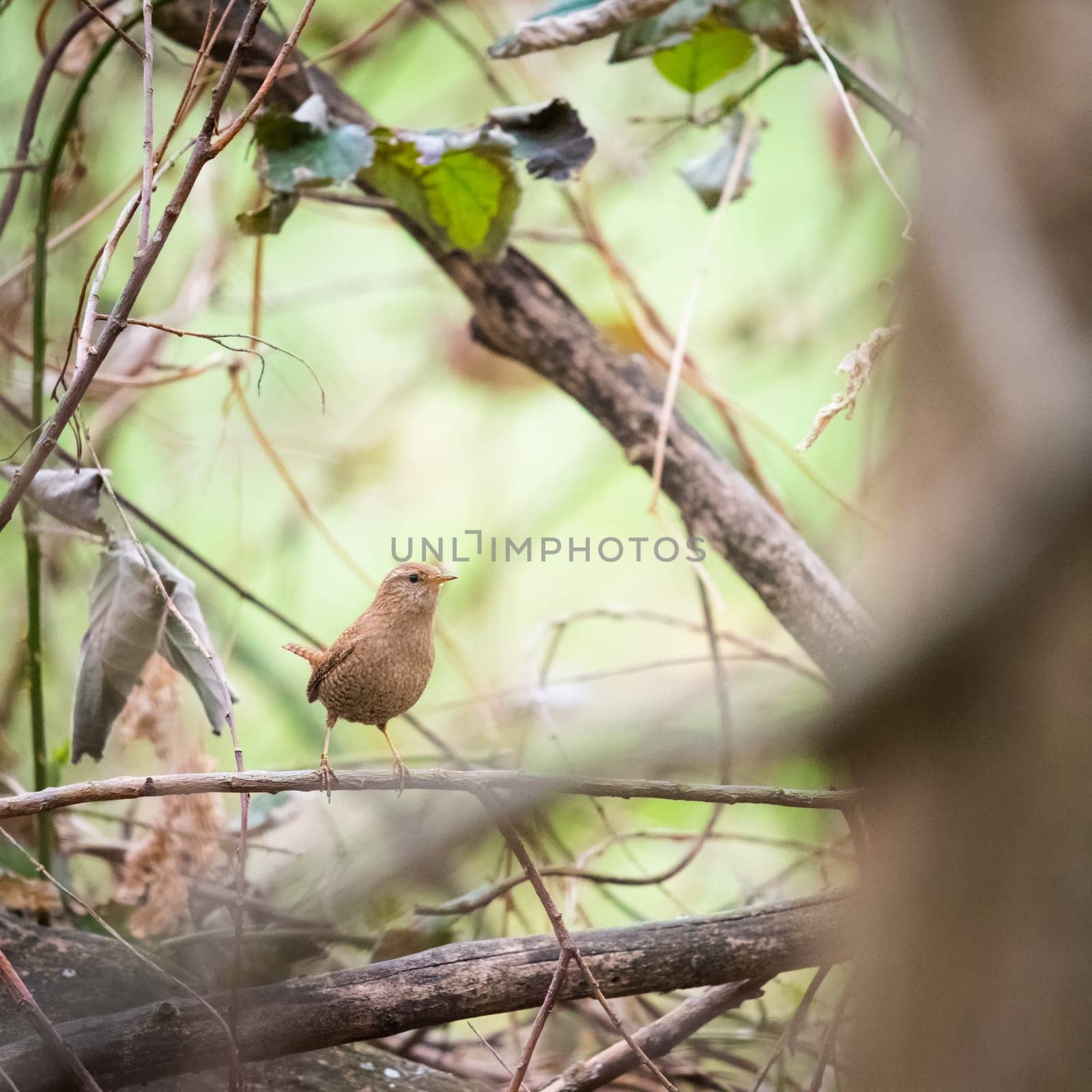 Eurasian wren, troglodytes troglodyte, walking on tree in summertime nature. Little brown songbird looking on mossed wood. Small feathered animal resting on bough.