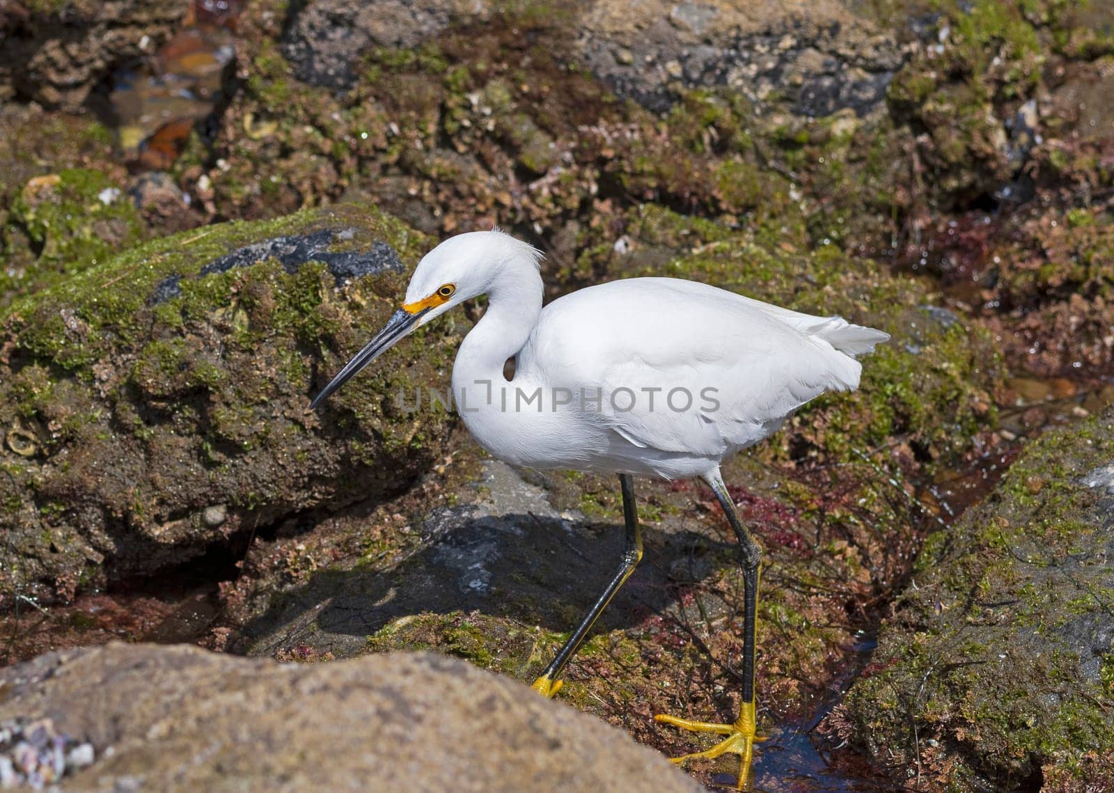 A Snowy Egret Searching the Tide Pools in La Jolla, California