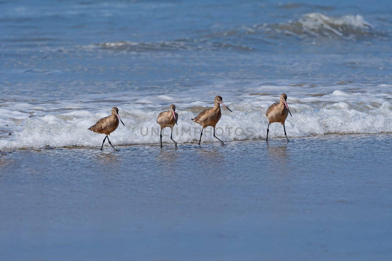 A Group of Marbled Godwits Patrolling the Surf in La Jolla, California