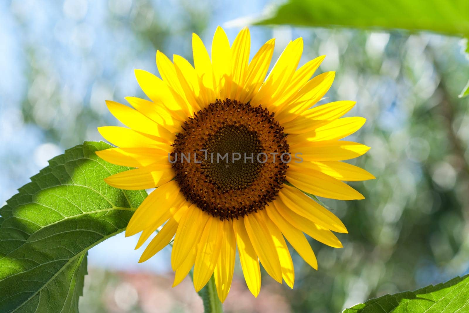 Beautiful sunflower on a sunny day with a natural background. Selective focus.