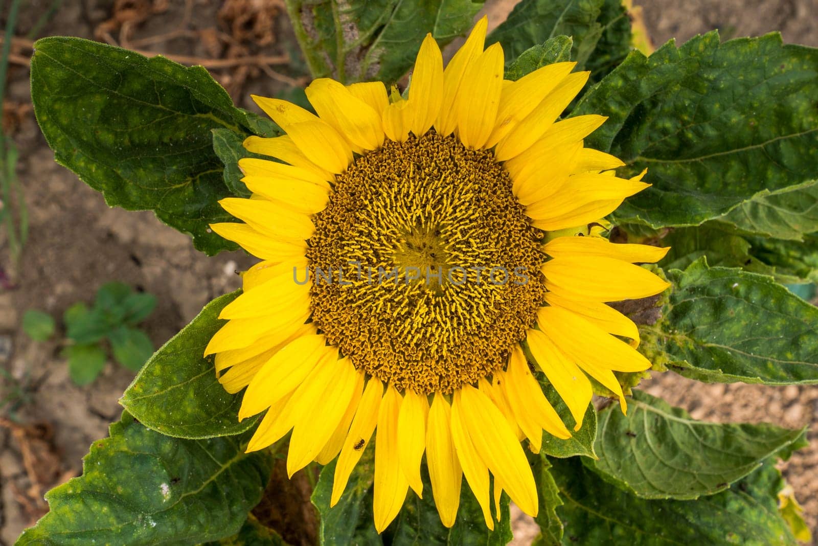 Beautiful sunflower on a sunny day with a natural background. Selective focus.