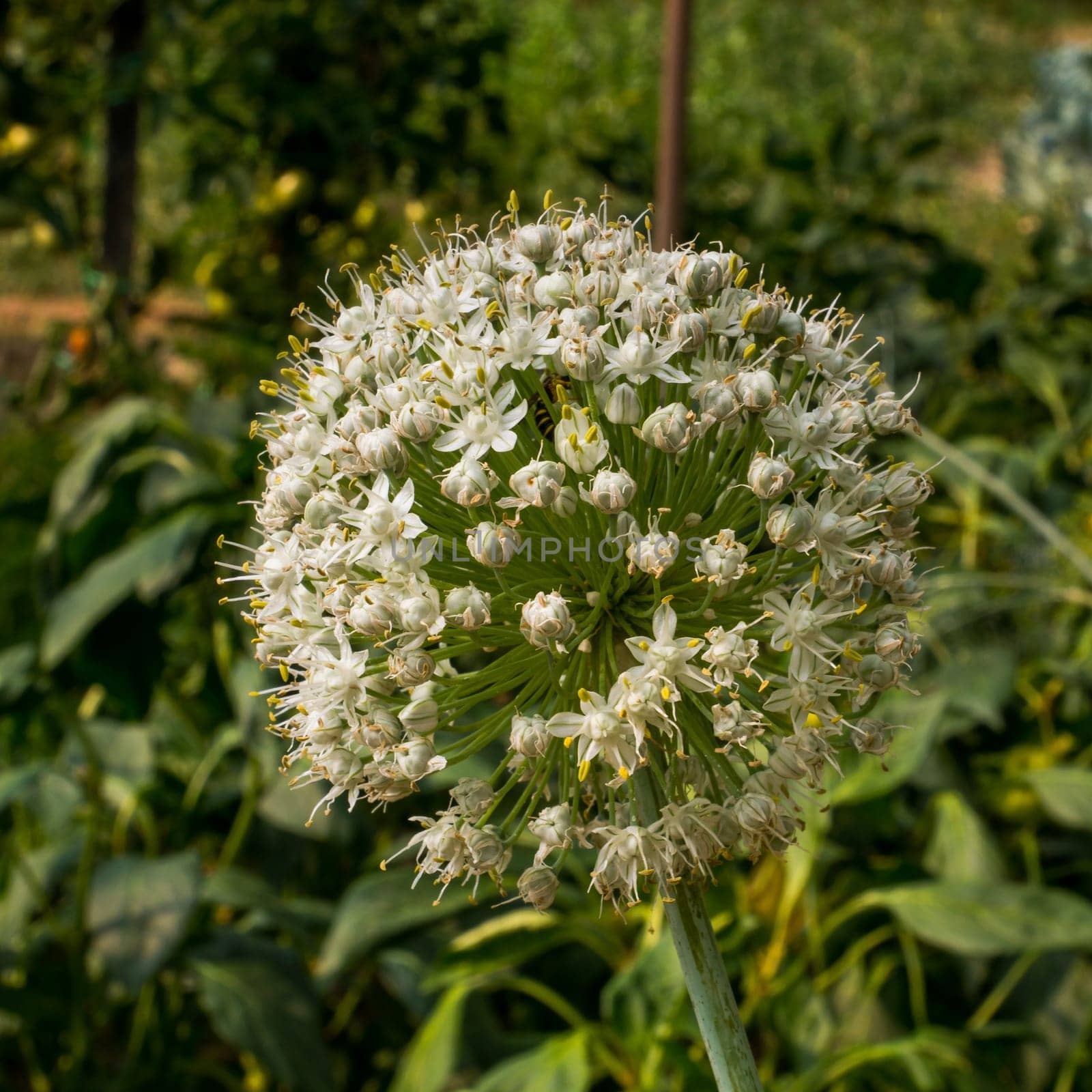 Blooming onion flower head in the garden. CloseUp.