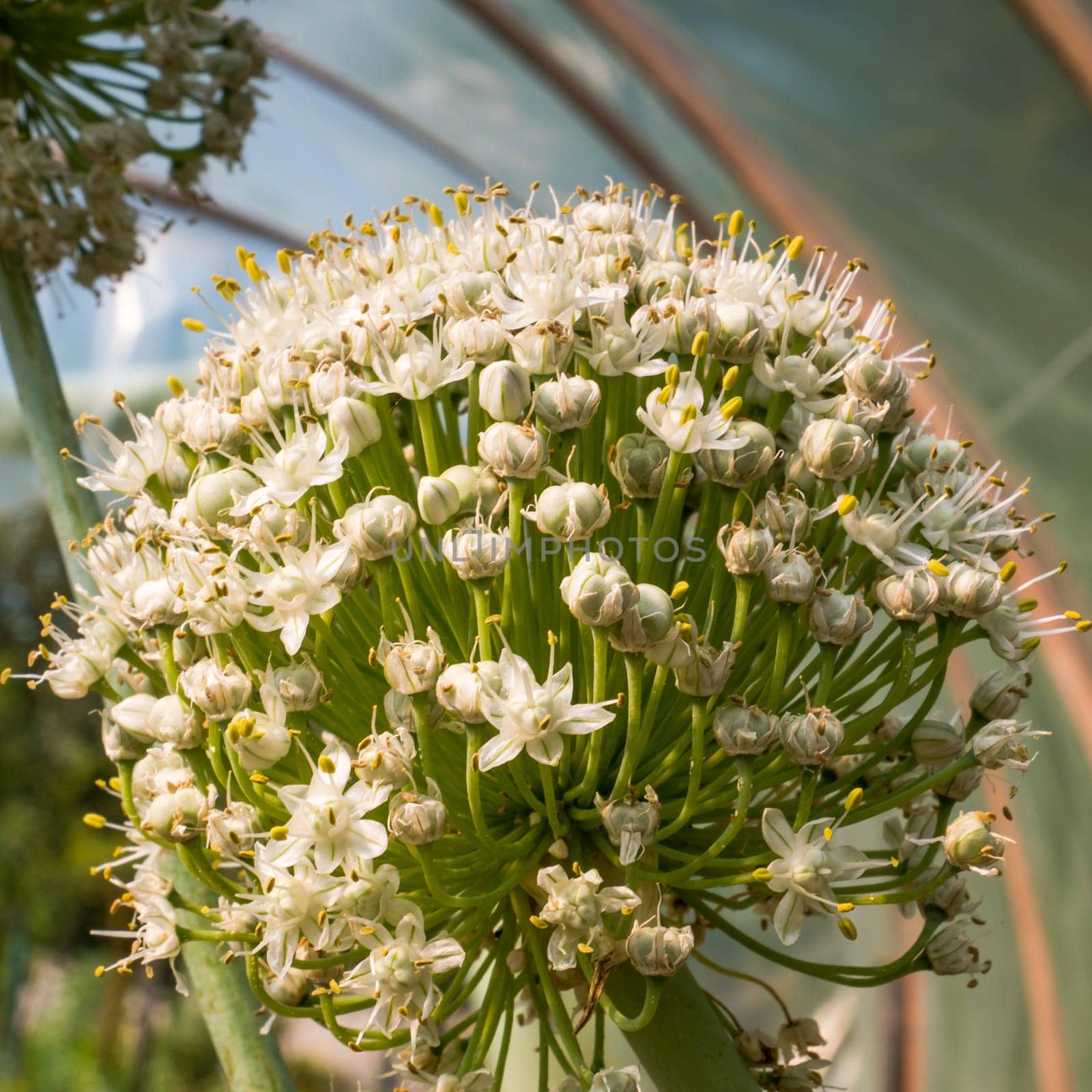 Blooming onion flower head in the garden. CloseUp.