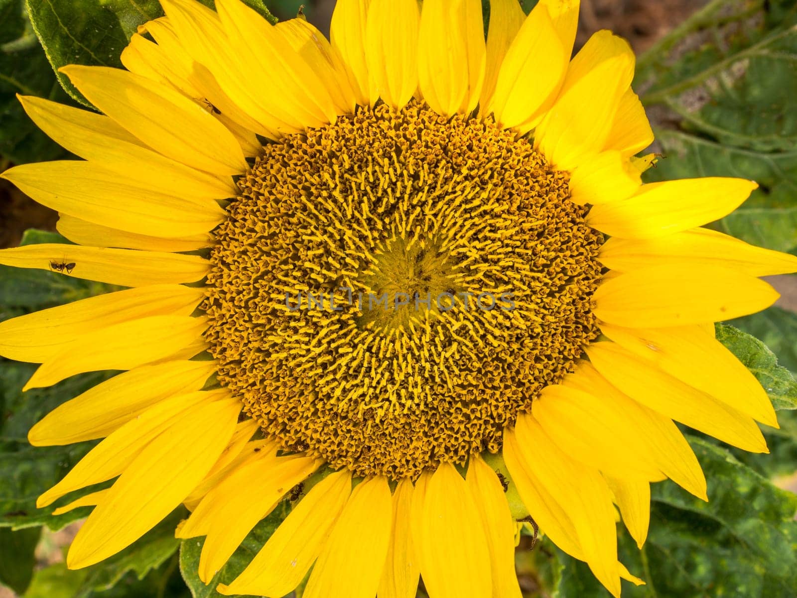 Beautiful sunflower on a sunny day with a natural background. Selective focus.