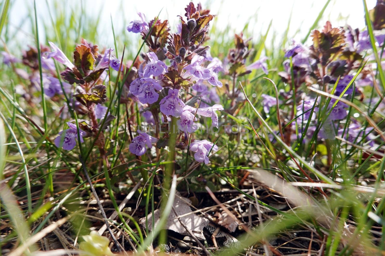 Gundermann (Glechoma hederacea), auch Echt-Gundelrebe, Gundelrebe oder Erdefeu