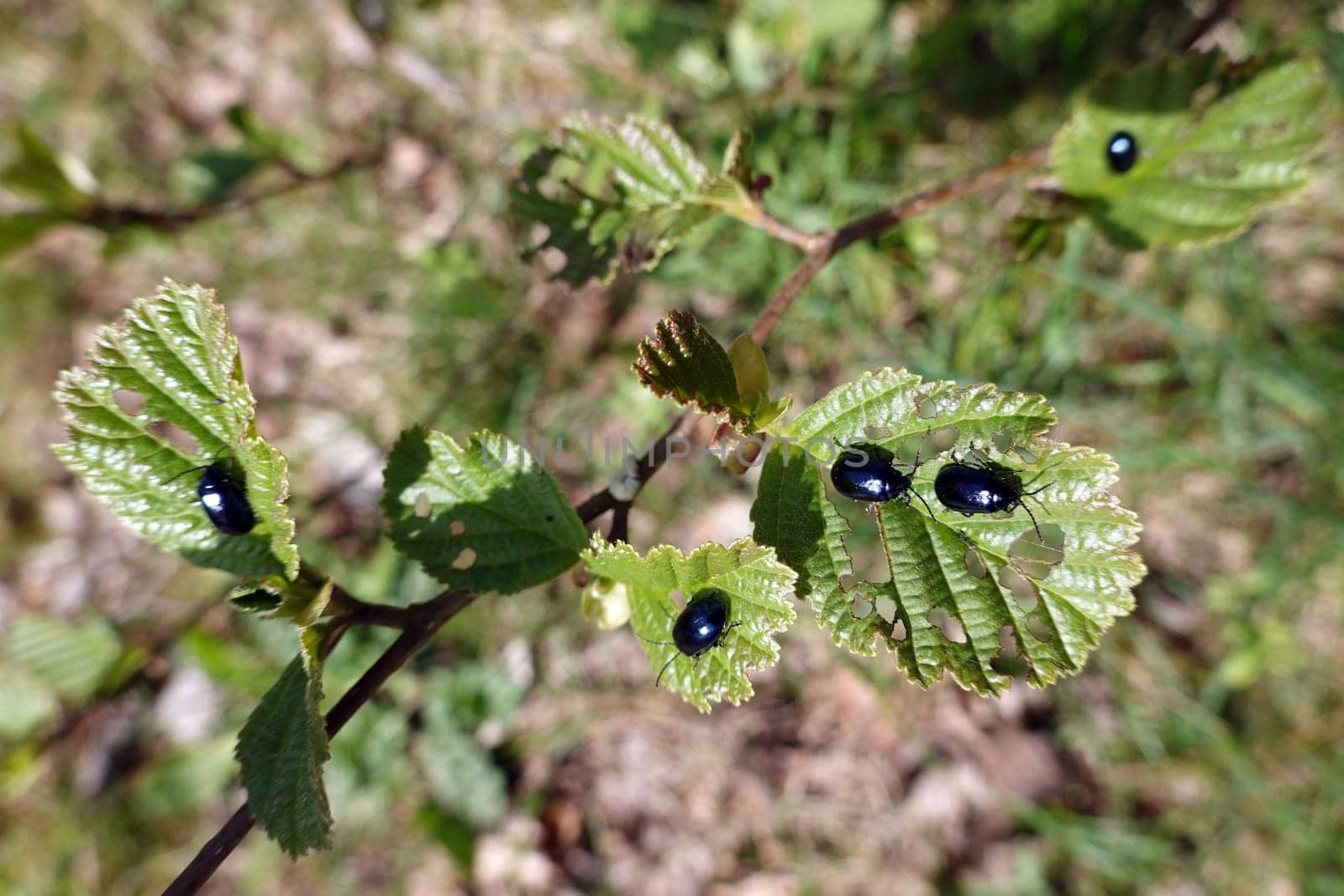 Erlenblattkäfer, Blauer Erlenblattkäfer (Agelastica alni) auf den Blättern einer Erle (Alnus spec.), Niedersachsen, Deutschland, Rosche