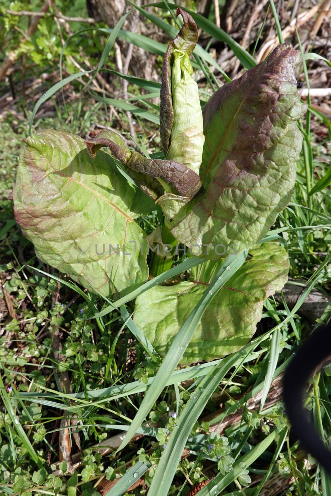 junge Triebe eines invasiven Staudenknöterich - Reynoutria spec, Niedersachsen, Deutschland, Oetzen