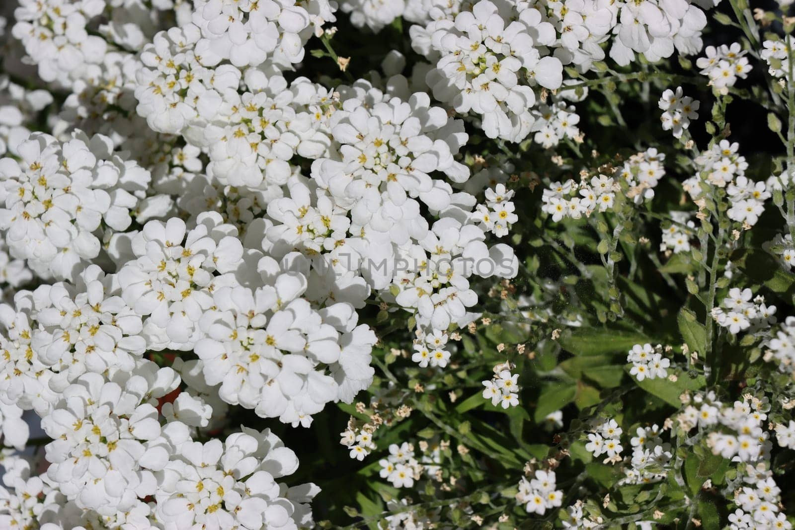 Immergrüne Schleifenblume - Iberis sempervirens