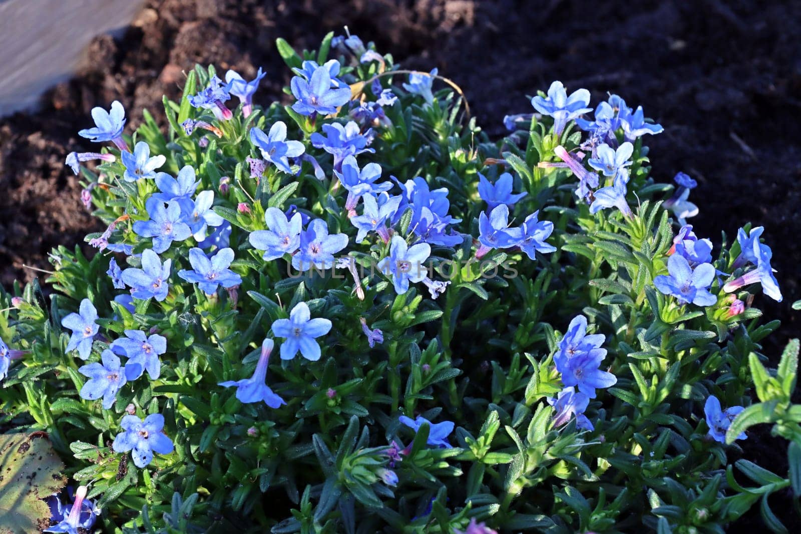 Südlicher Steinsame - Lithodora diffusa, blühende Pflanze