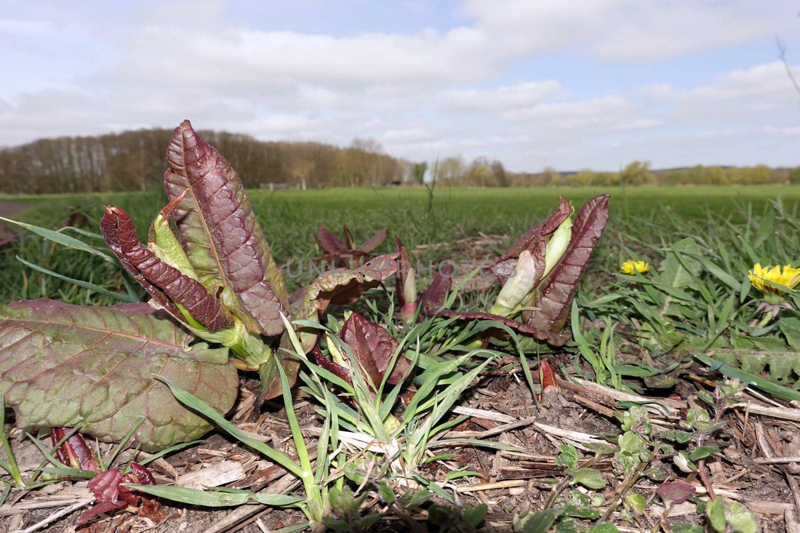 junge Triebe eines invasiven Staudenknöterich - Reynoutria spec, Niedersachsen, Deutschland, Oetzen