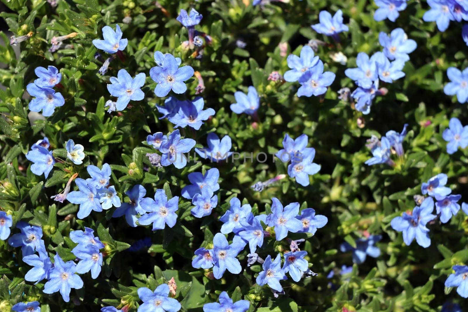Südlicher Steinsame - Lithodora diffusa, blühende Pflanze