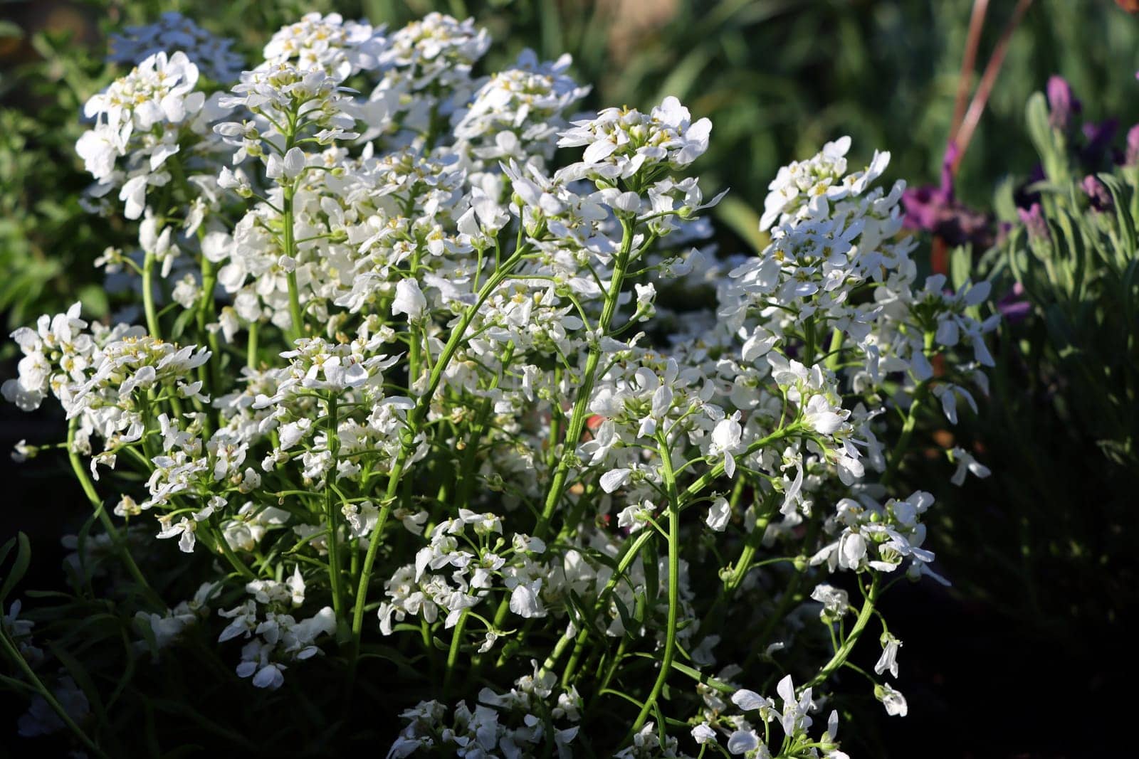 Immergrüne Schleifenblume - Iberis sempervirens