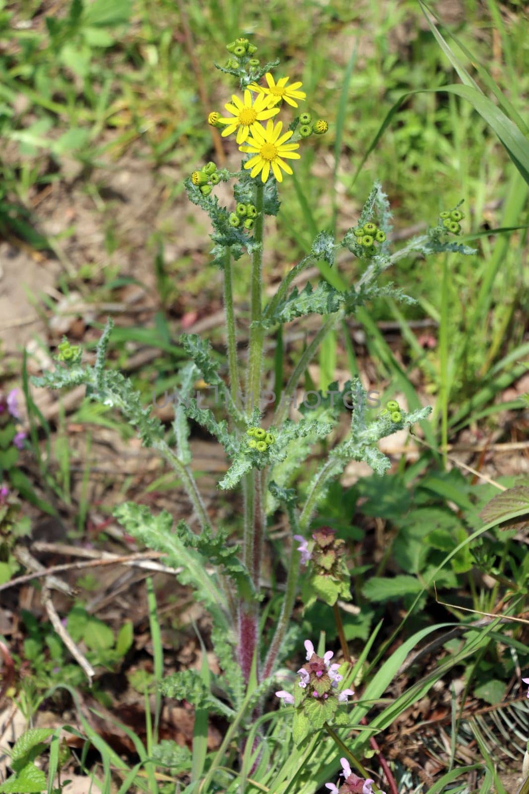 rühlings-Greiskraut oder Frühlings-Kreuzkraut (Senecio leucanthemifolius subsp. vernalis, Syn.: Senecio vernalis)