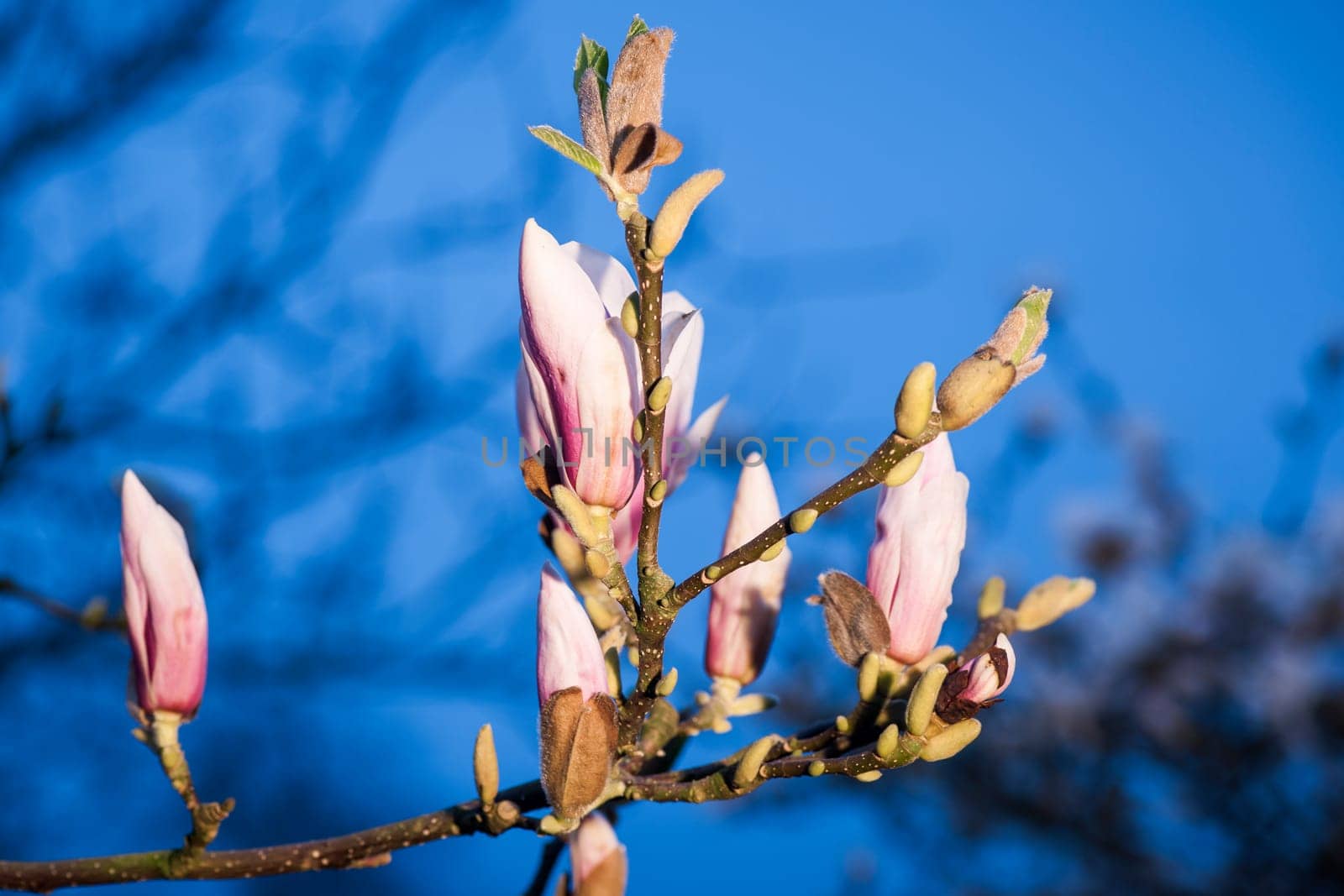 Close-up view of a branch of Star Magnolia (lat: Magnolia stellata) with several freshly blossoming flowers against a blurred natural background at dusk.