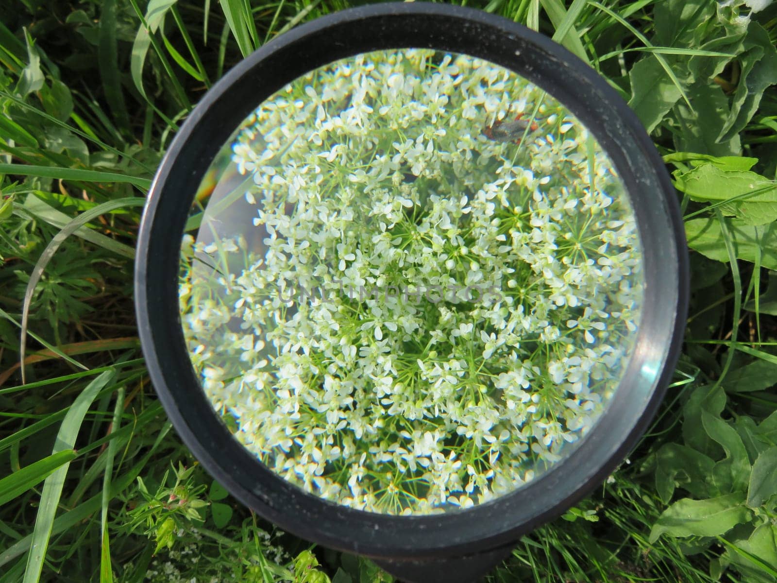magnifying glass magnification greatness vision glass photo