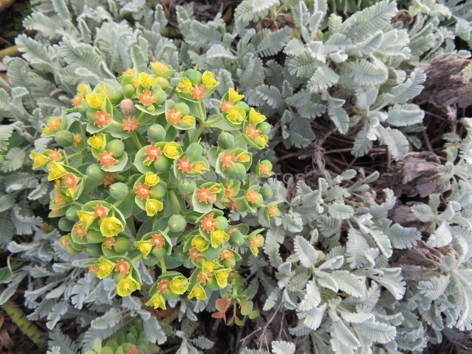 flowers natural plants green landscapes beautiful spring different colors