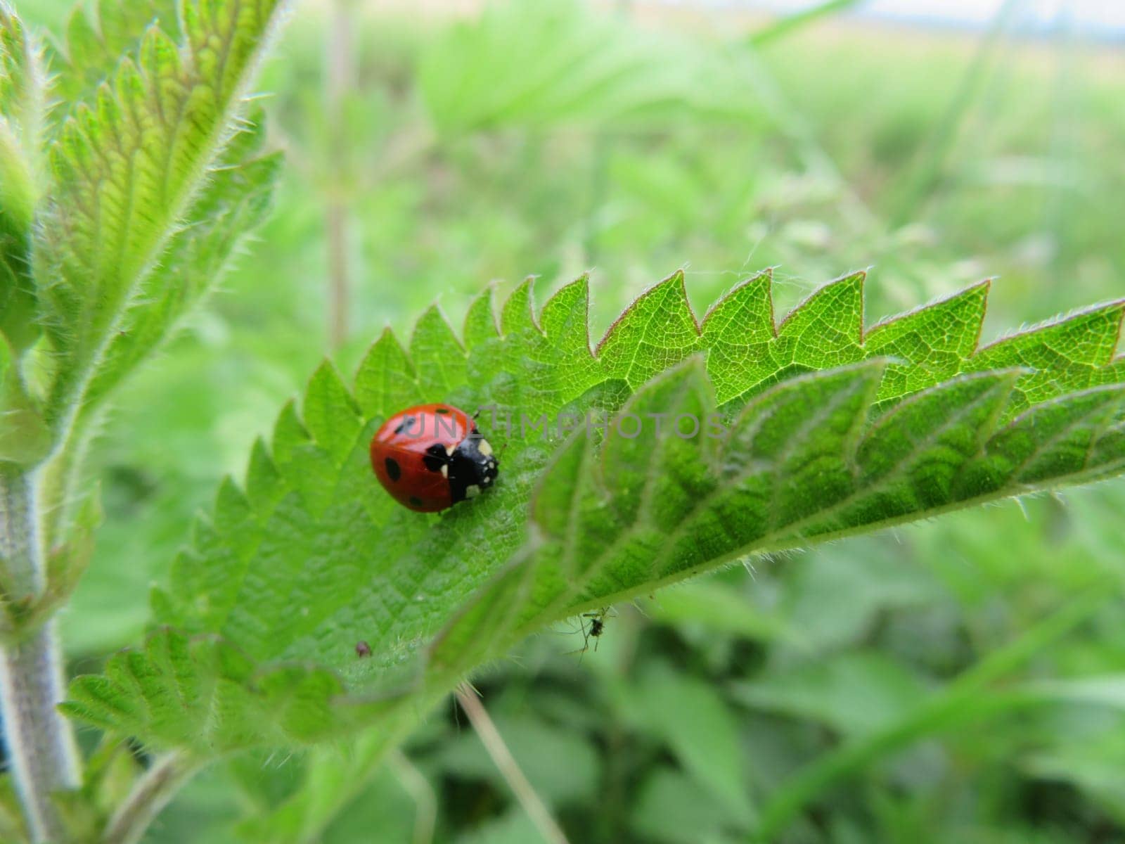 beautiful ladybug insect predator of aphids beneficial for agriculture